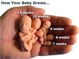 Fetal development